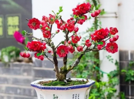 花卉界的“红宝石”，太美了