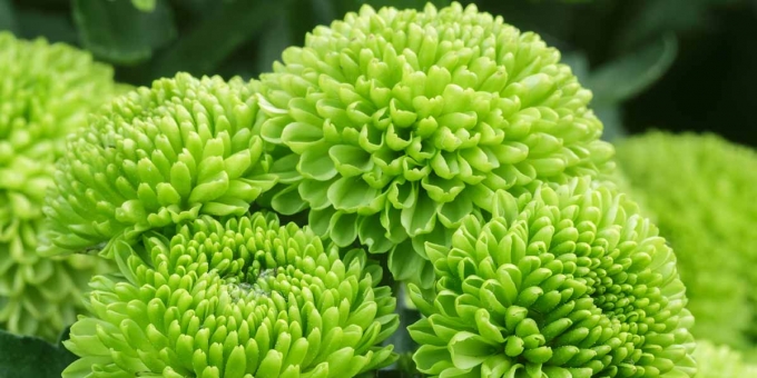 21种最适合你花园的绿色花卉