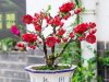 花卉界的“红宝石”，太美了