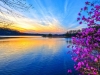 吉林龙湾举办野生杜鹃花卉旅游节