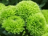 21种最适合你花园的绿色花卉
