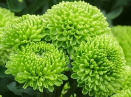 21种最适合你花园的绿色花卉